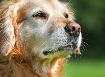 Cognitive Dysfunction In Senior Pets