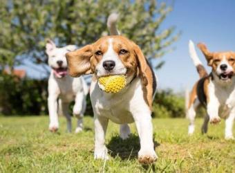 Dog Park Etiquette to Protect Your Precious Pup