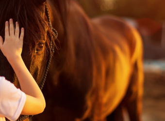 The Basics of Horse Care