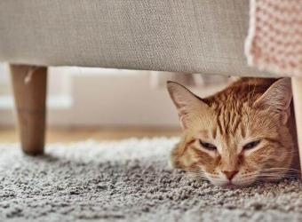 The Secret Behind Why Cats Hide Pain and What You Need to Know